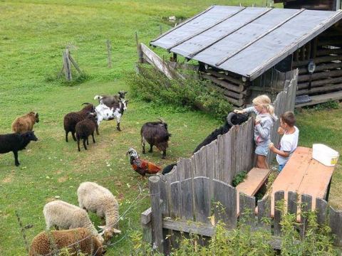 Spielwiese der Happi's Hütte mit Schafen, Ziegen und Hahn — Kinder beim Tiere füttern am Holzzaun
