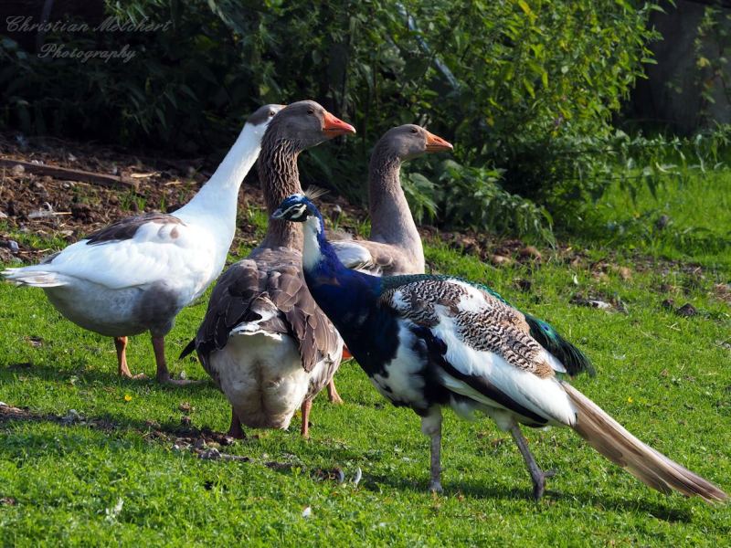 Pfau zwischen zwei Gänsen auf der Hofwiese der Happi's Hütte in Tarrenz