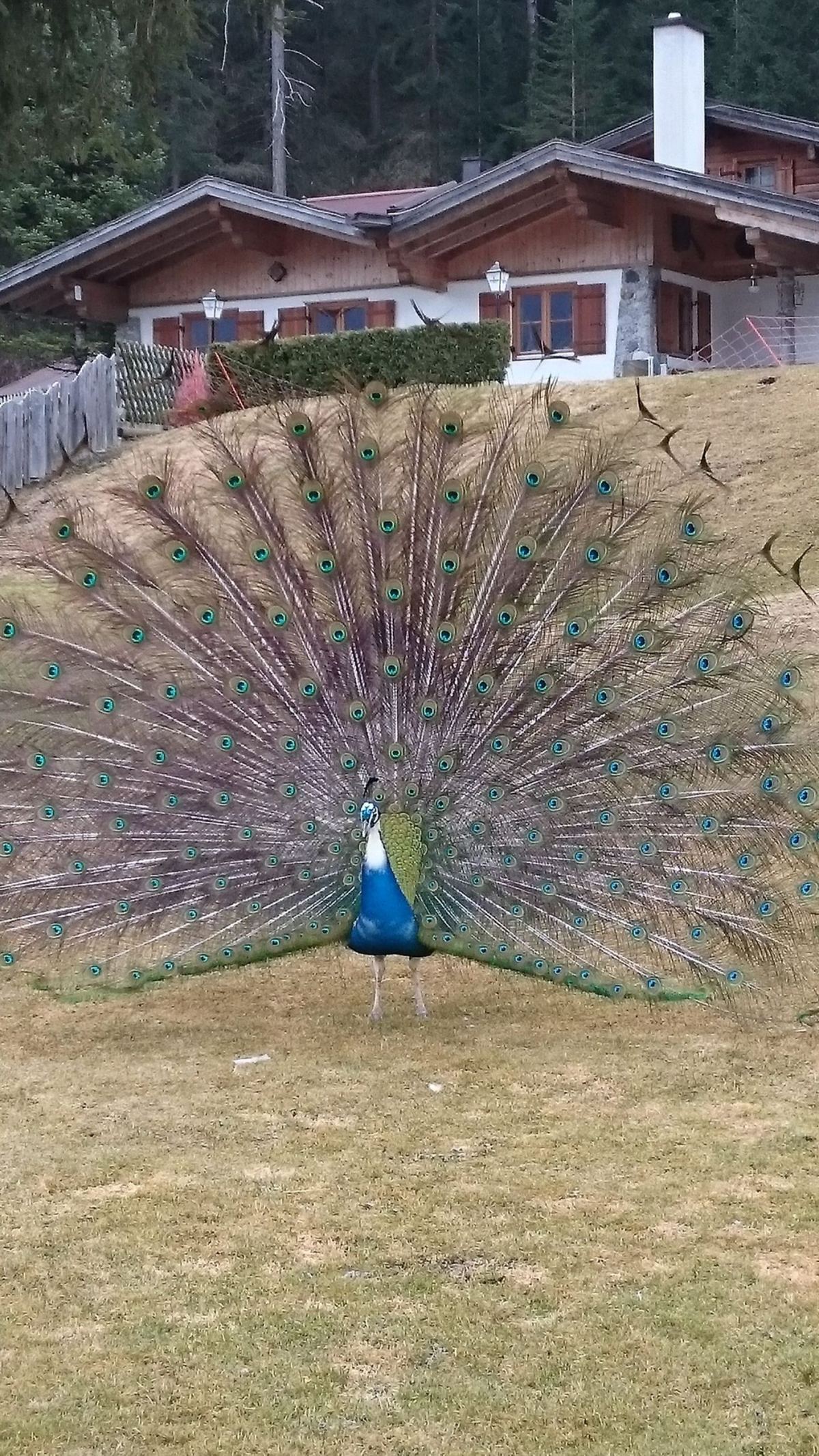 Pfau mit ausgeklapptem Federrad vor der Happi's Hütte in Tarrenz